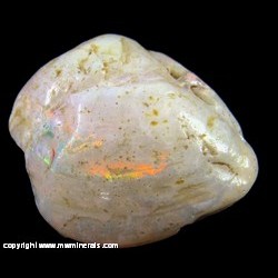 Mineral Specimen: Opalized Bivalve Shell from Lightning Ridge, Finch Co., New South Wales, Australia