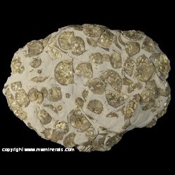 Mineral Specimen: Pyritized Brachipods from France Stone Co. 